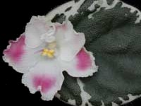 (image for) Aca's Summer Parfait