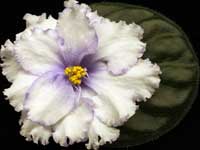 (image for) Alaskan Frost