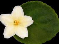 (image for) Senk's Alchemy Morning Star