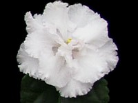 (image for) Angel Fluff