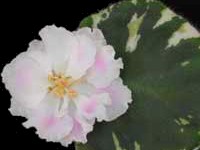 (image for) Angel's Innocence