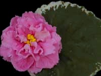 (image for) Antique Tapestry