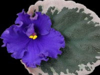 (image for) Apache Brave