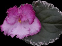 (image for) Apache Freedom