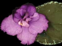 (image for) Apache Gem