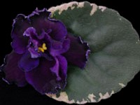 (image for) Apache Midnight