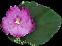 (image for) Apache Thunderbird