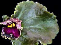 (image for) Arabian Night