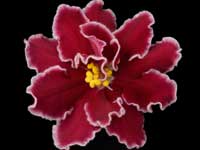 (image for) Arcturus