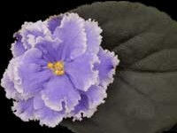 (image for) Austen's Love