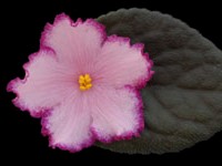 (image for) Austin's Smile