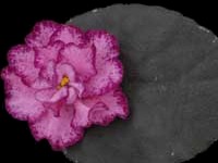 (image for) Buckeye Cranberry Sparkler