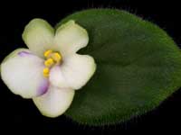 (image for) Beach Glass