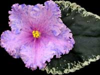 (image for) Beach Party