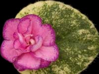 (image for) Berry Splash