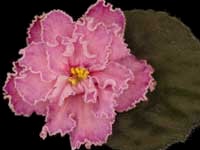 (image for) Best Friends