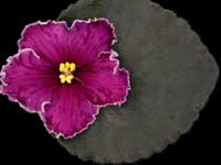 (image for) Black Tie Affair