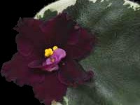 (image for) Blackberry Jam