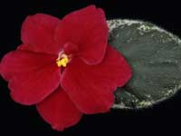 (image for) Bloodshot