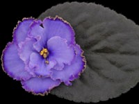 (image for) Blue Dragon