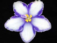 (image for) Blue Haven