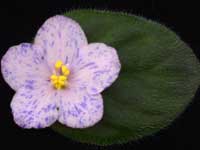 (image for) Blue Stardust