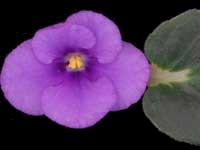 (image for) Blueberry Kisses