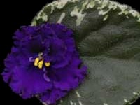 (image for) Blueberry Ruffles