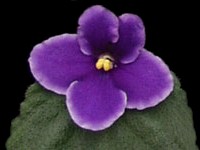 (image for) Blueberry Sprite