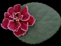 (image for) Bob Serbin