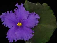 (image for) Brother's Bond