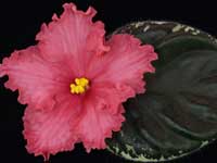 (image for) Buckeye Clockwork Orange