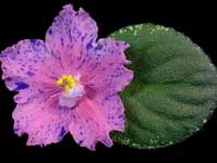 (image for) Buckeye Clownin' Around