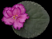 (image for) Buckeye Colossal