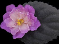 (image for) Bunny Hop (Lyon's)