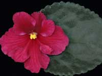 (image for) Burnt Autumn