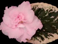 (image for) Cajun's Freckleface Kid