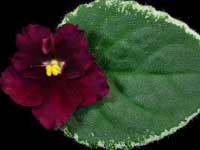 (image for) Cajun's Heart and Soul