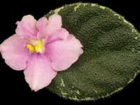 (image for) Cajun's Lil Joy