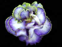 (image for) California Victory