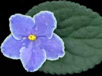 (image for) Carolina Airosa