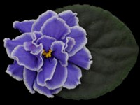 (image for) Caribbean Blue