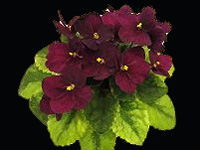 (image for) Celina Velvet Ribbons