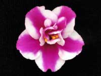 (image for) Cherry Princess