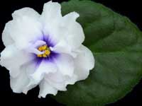 (image for) Cheyenne