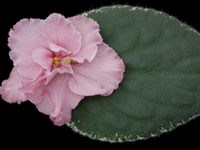 (image for) Chicago Flair