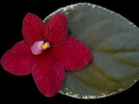 (image for) Christmas Dream