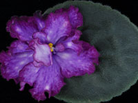 (image for) Circus Fascination