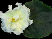 (image for) Citrus Splash