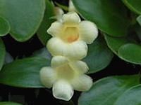 (image for) Codonanthe - luteola
